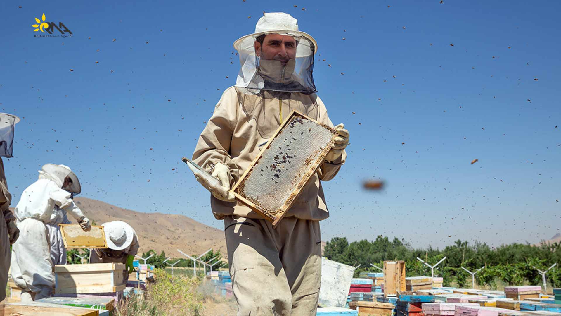 ساڵانە ٤٠ هەزار تۆن هەنگوین لە رۆژهەڵاتی کوردستان بەرهەم دێت